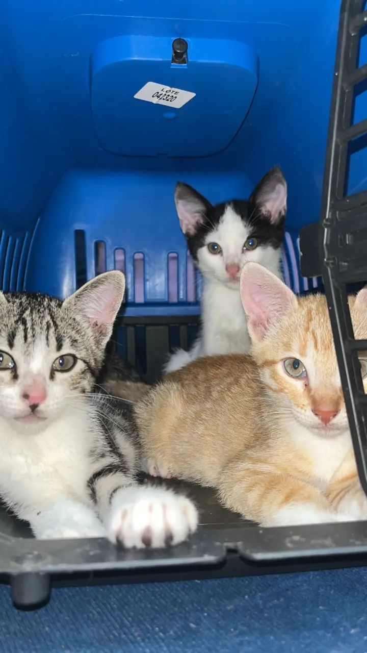 Doação de gatos machos - Foto 5
