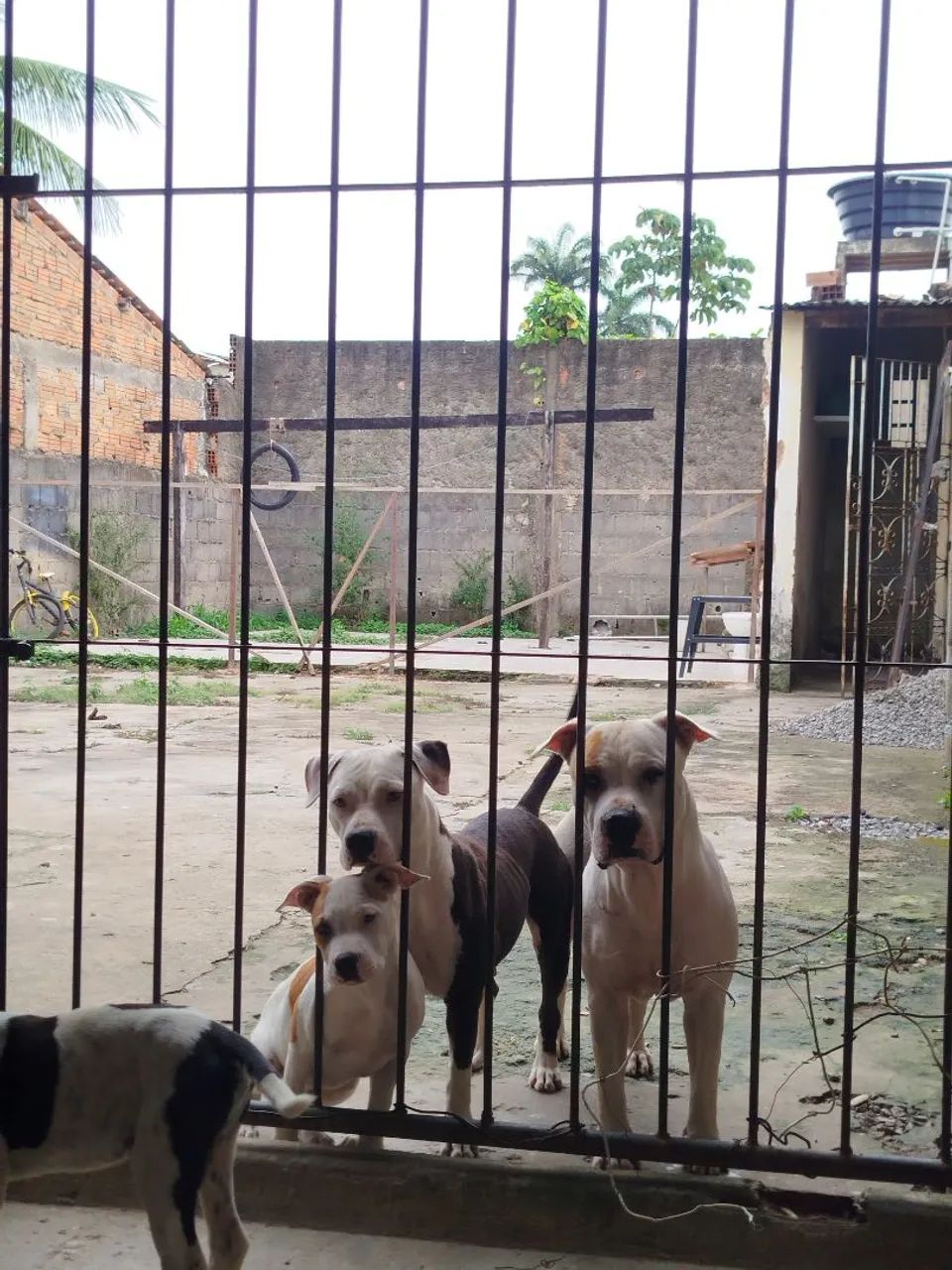 Filhote de Pit Bull ligitimo - Foto 5