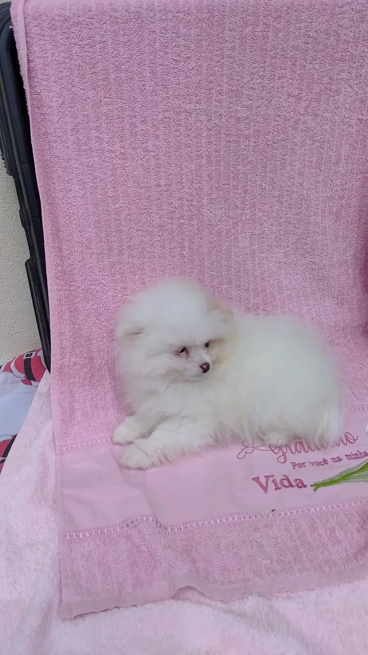 Lulu da pomeranea 