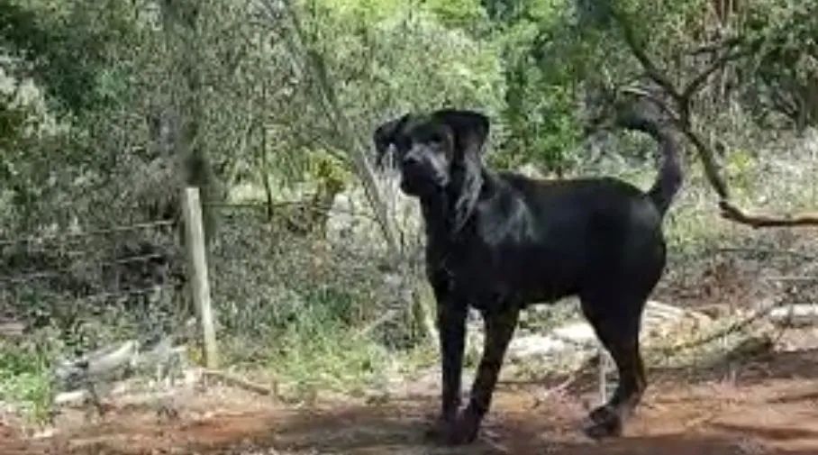Cane Corso Italiano  - Foto 4