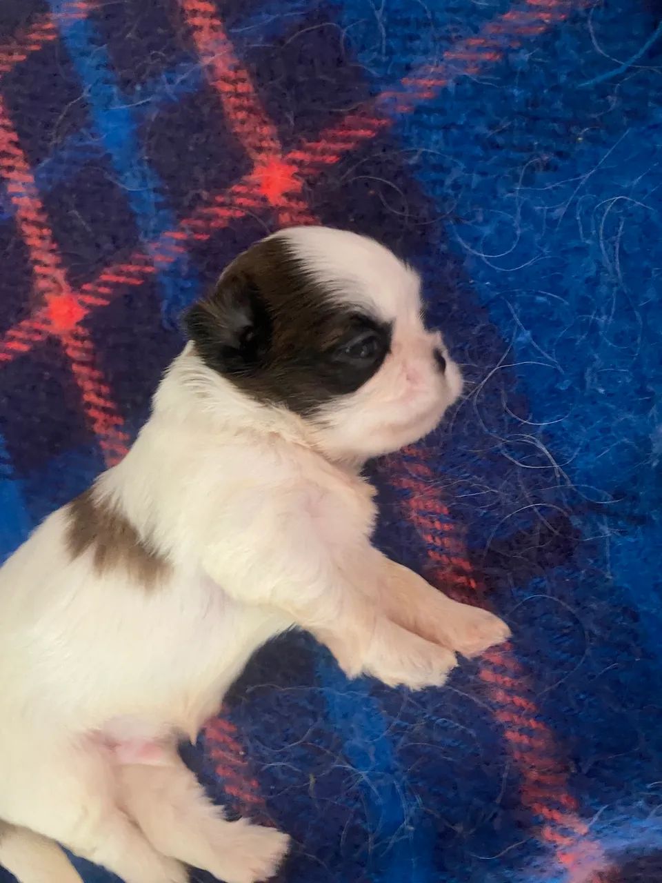 Cachorro da raça chip Sul - Foto 5