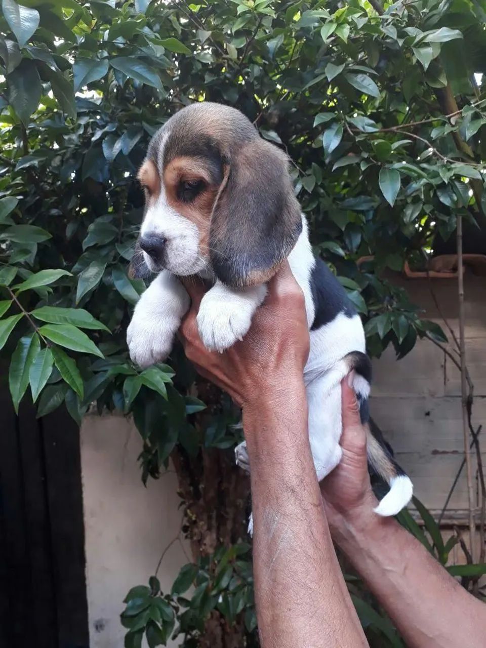 Beagle  - Foto 3