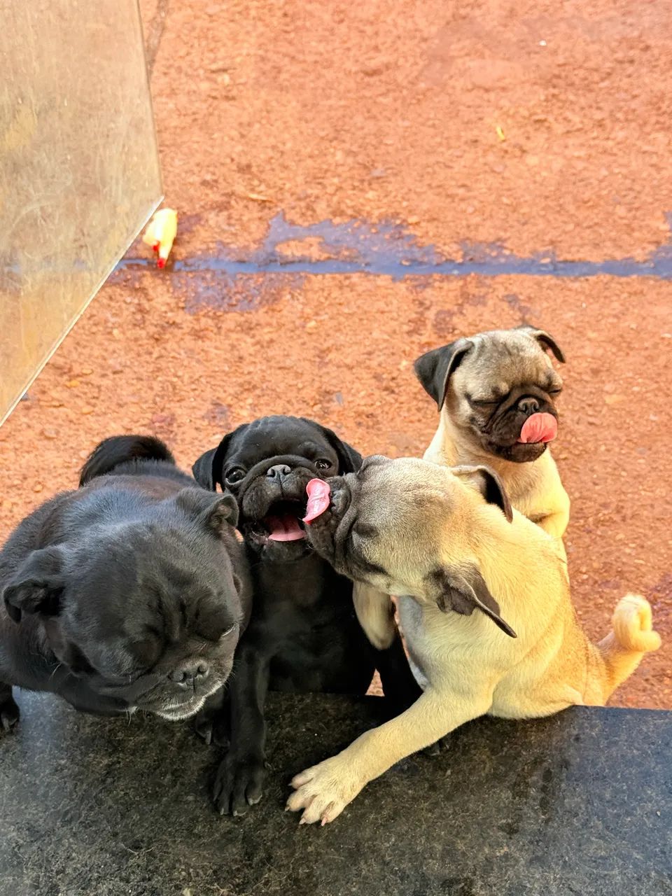 Pug - Foto 5