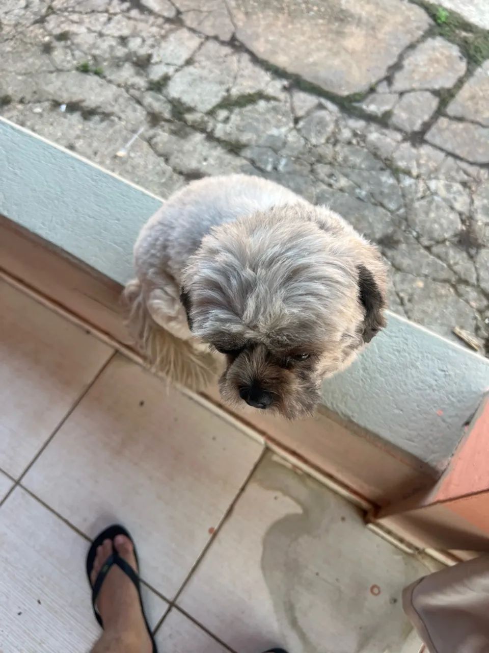 Cachorro macho shitszu  - Foto 2