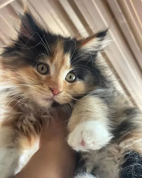 Maine coon 