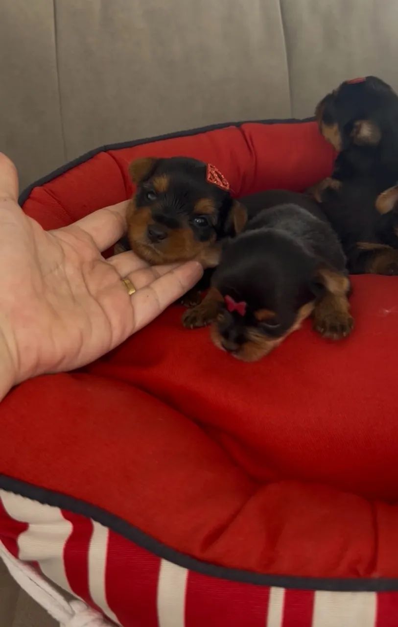 Yorkshire terrier