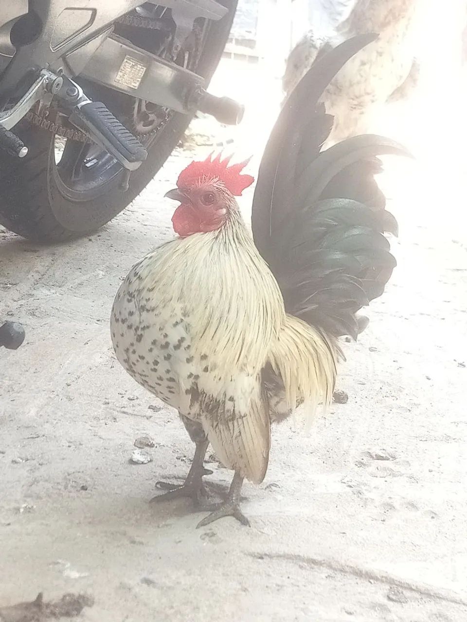 Galinha garnize  - Foto 3
