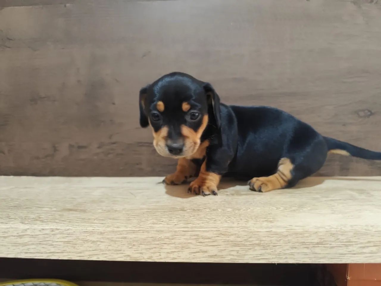 Dachshund  - Foto 4