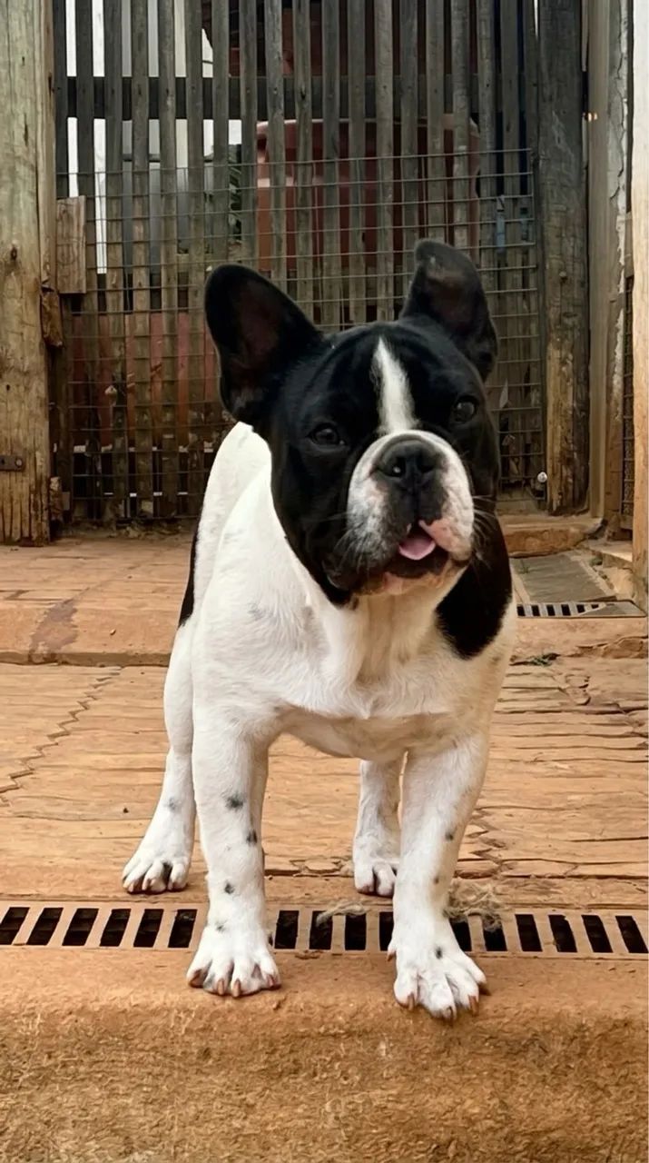 Buldog francês  - Foto 4