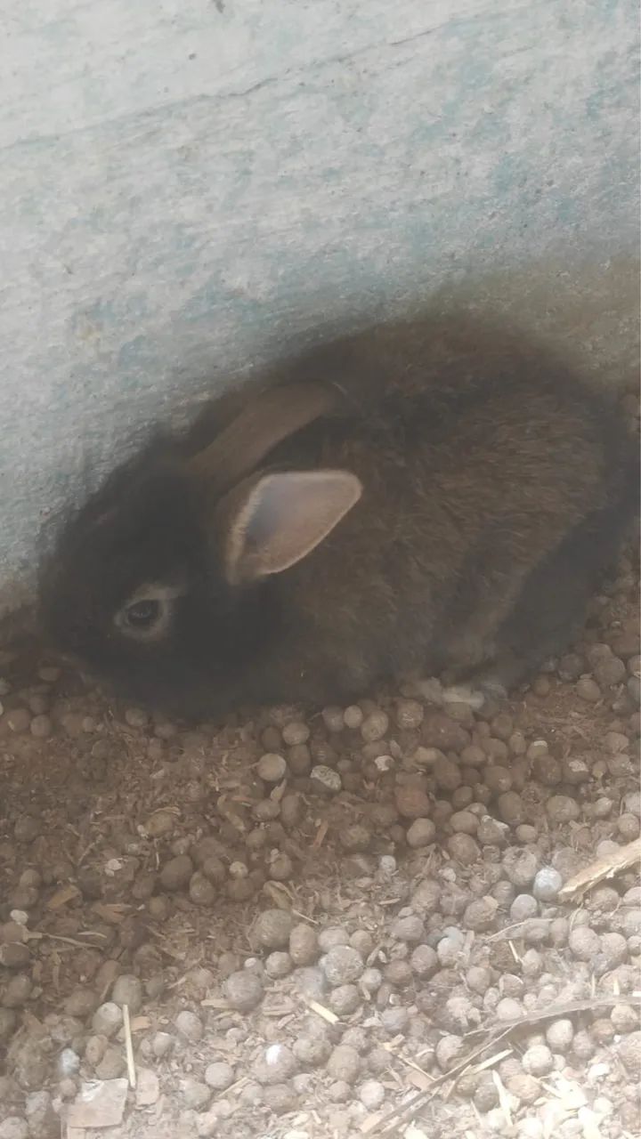 Lindos filhotinhos de coelhos!  - Foto 4