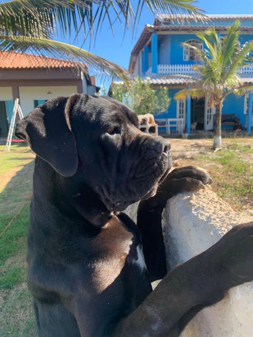 Cachorro Cane Corso  em promoção  - Foto 3