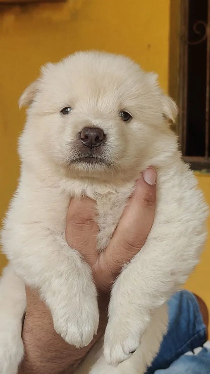 Cachorro  - Foto 2