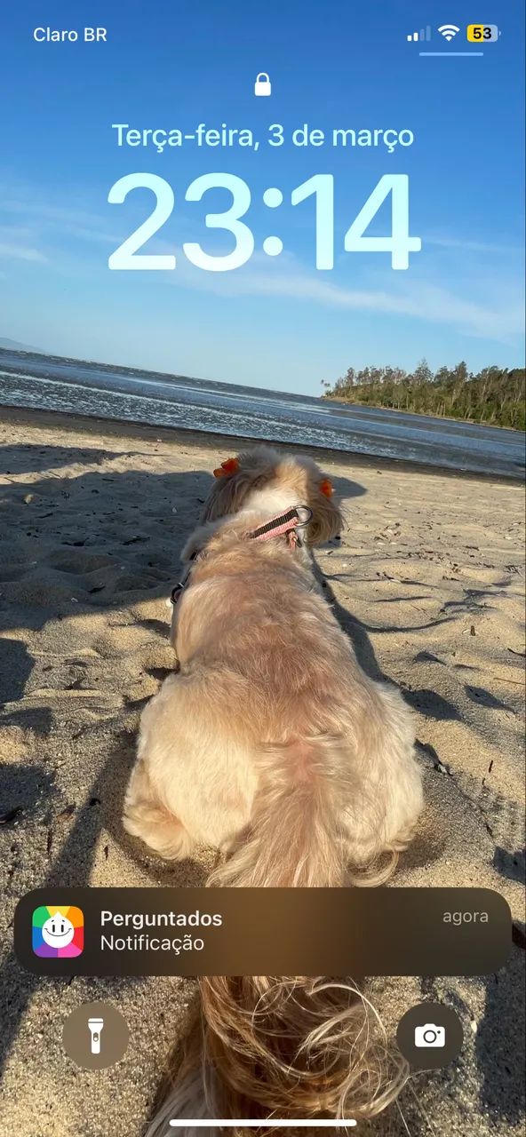 Cuidadora de Pets e Passeadora de Cães  - Foto 4