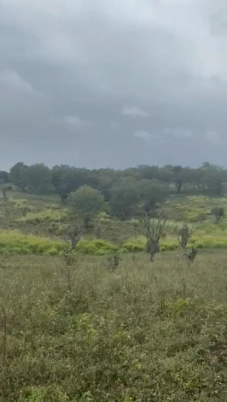 VENDO 70 tarefas de terra há 16KM  de feira de Santana  BA! - Foto 5
