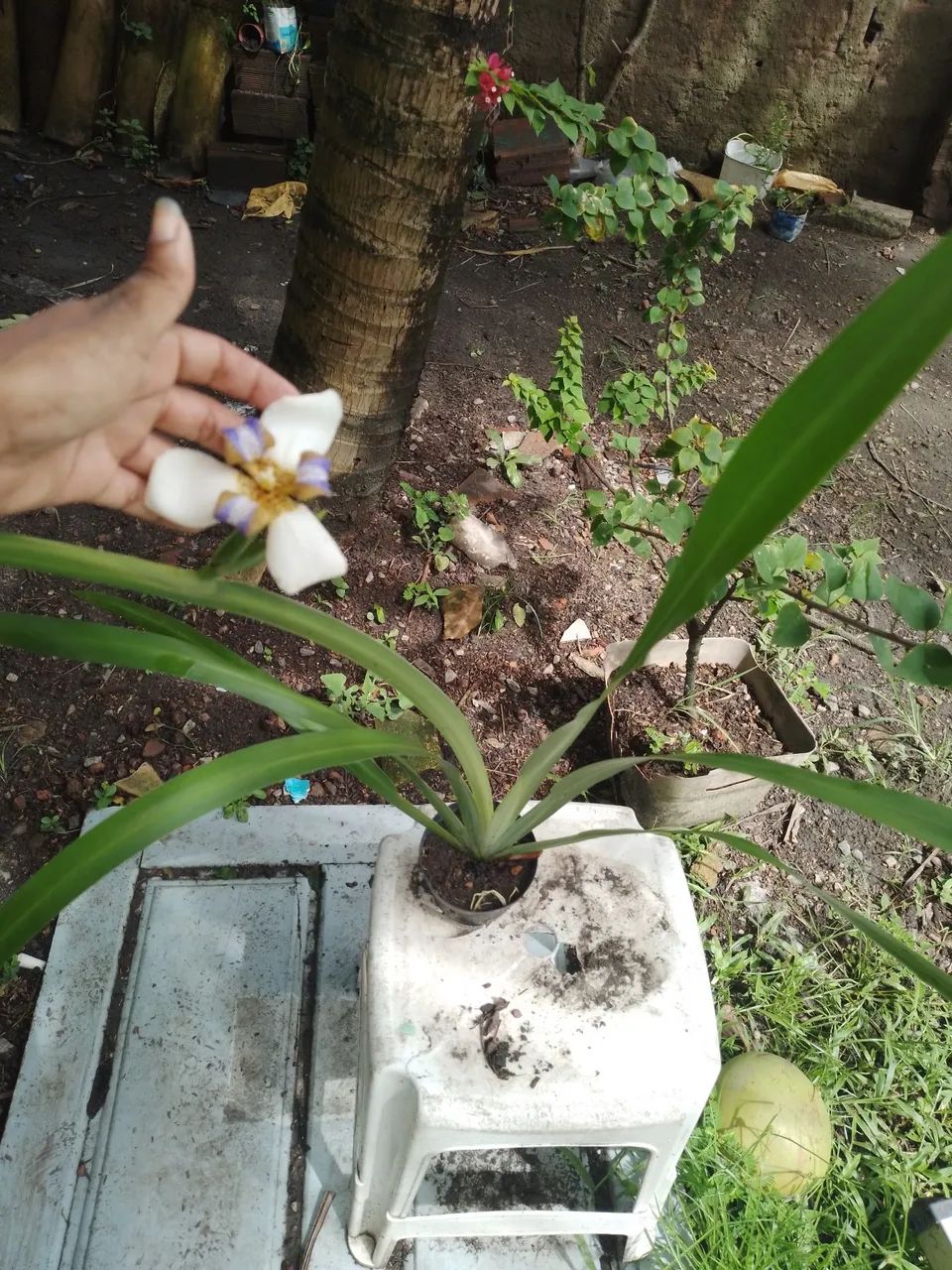 Muda de Neomarica - Foto 3