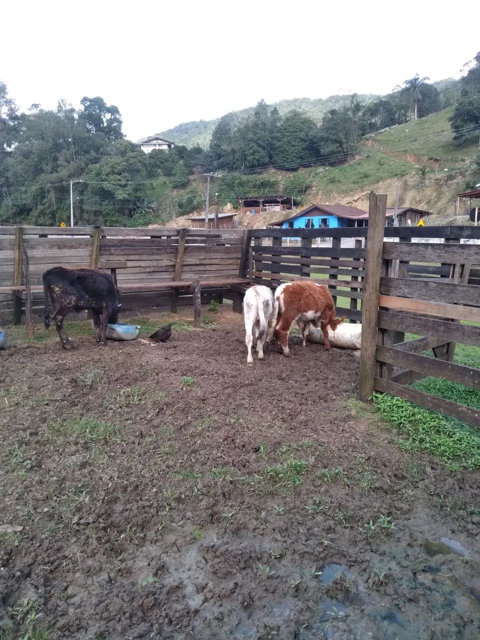 Vendo terneiros 