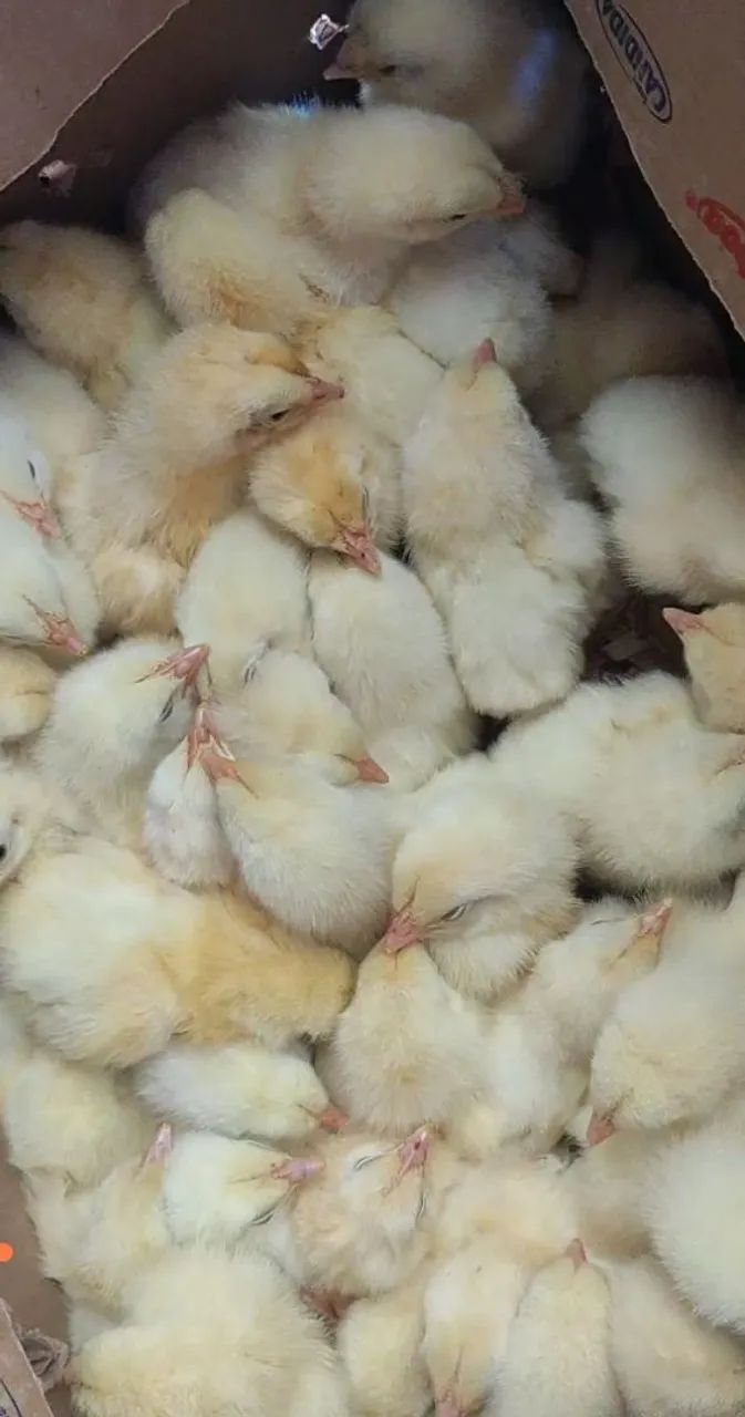 Pinto de granja 300$ a caixa com 100  - Foto 2