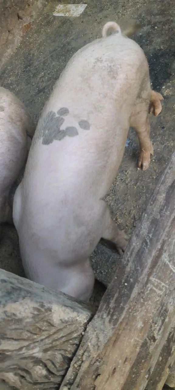 Porcos para venda  - Foto 2