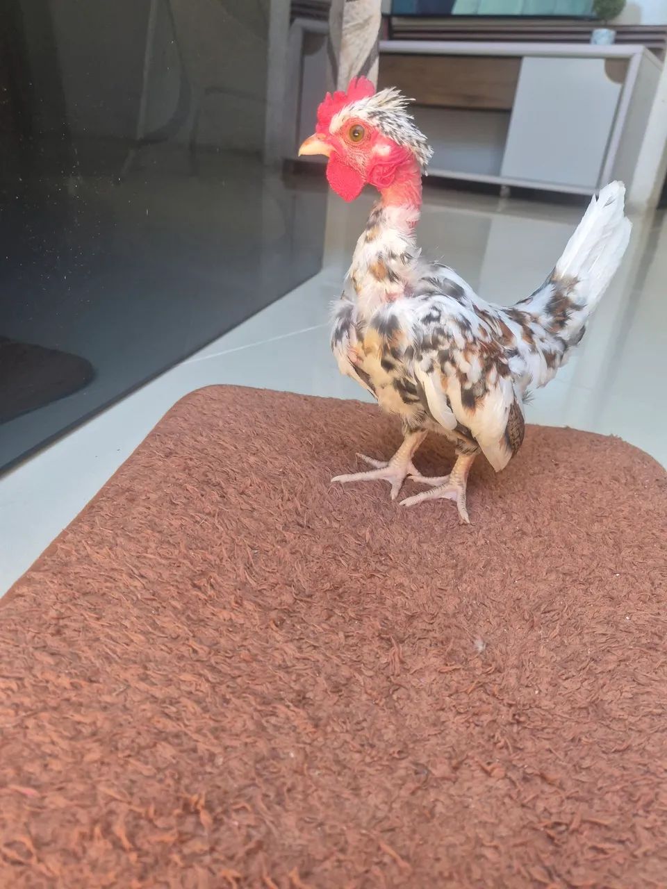 Mini garnize  - Foto 2