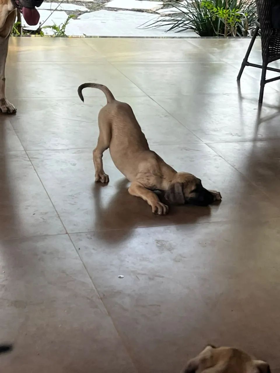 Fila'brasileiro 