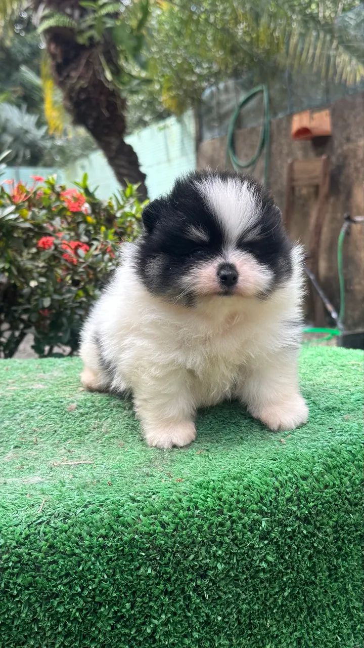 Spitz Alemão macho  - Foto 4