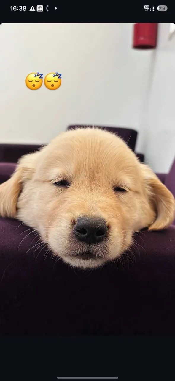 GOLDEN RETRIEVER - Foto 2