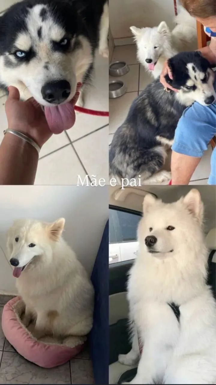 Husky 