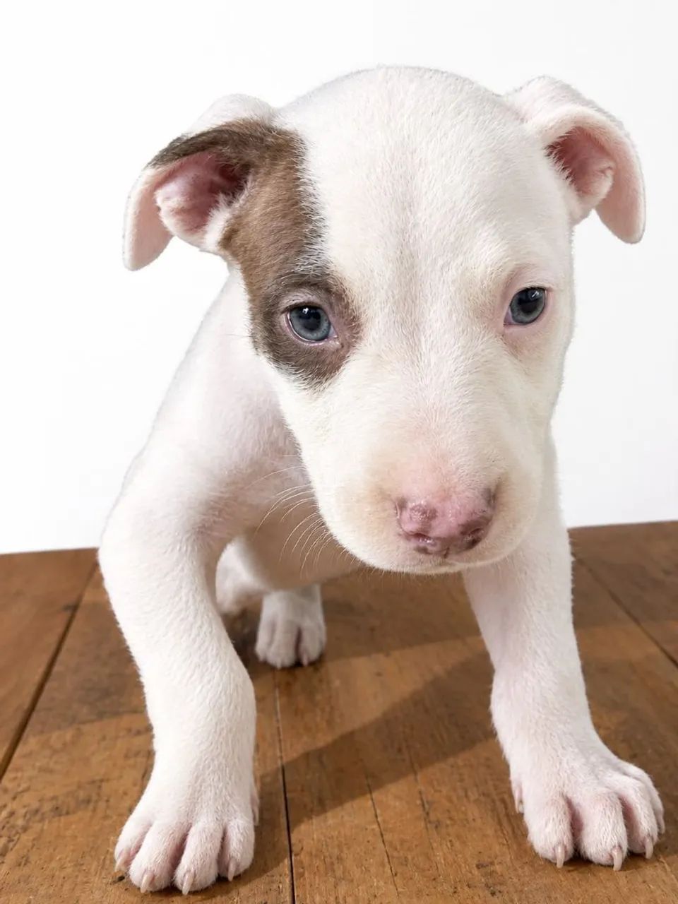 Vendo Pitbull 