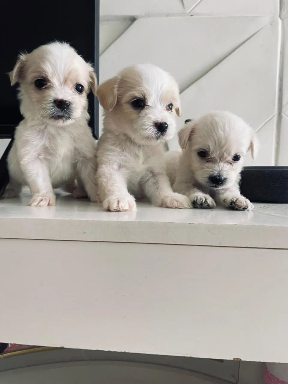 Poodle machinho 