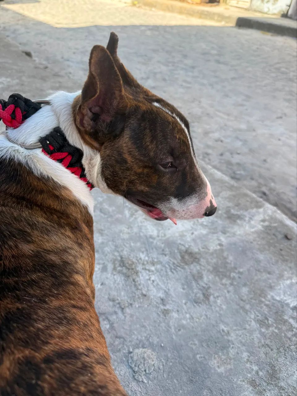 Bulterrier - Foto 4