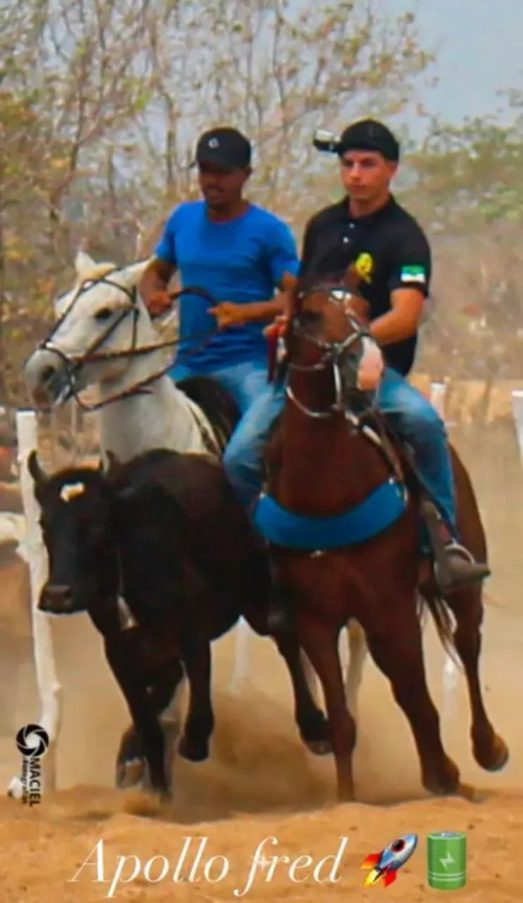 Cavalo  - Foto 2