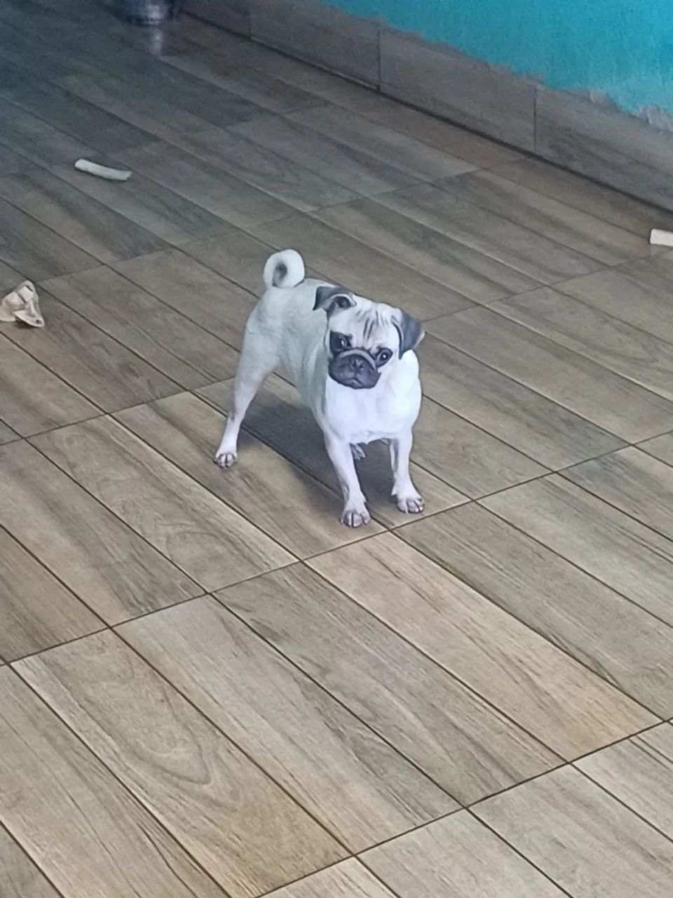 Pug  - Foto 5