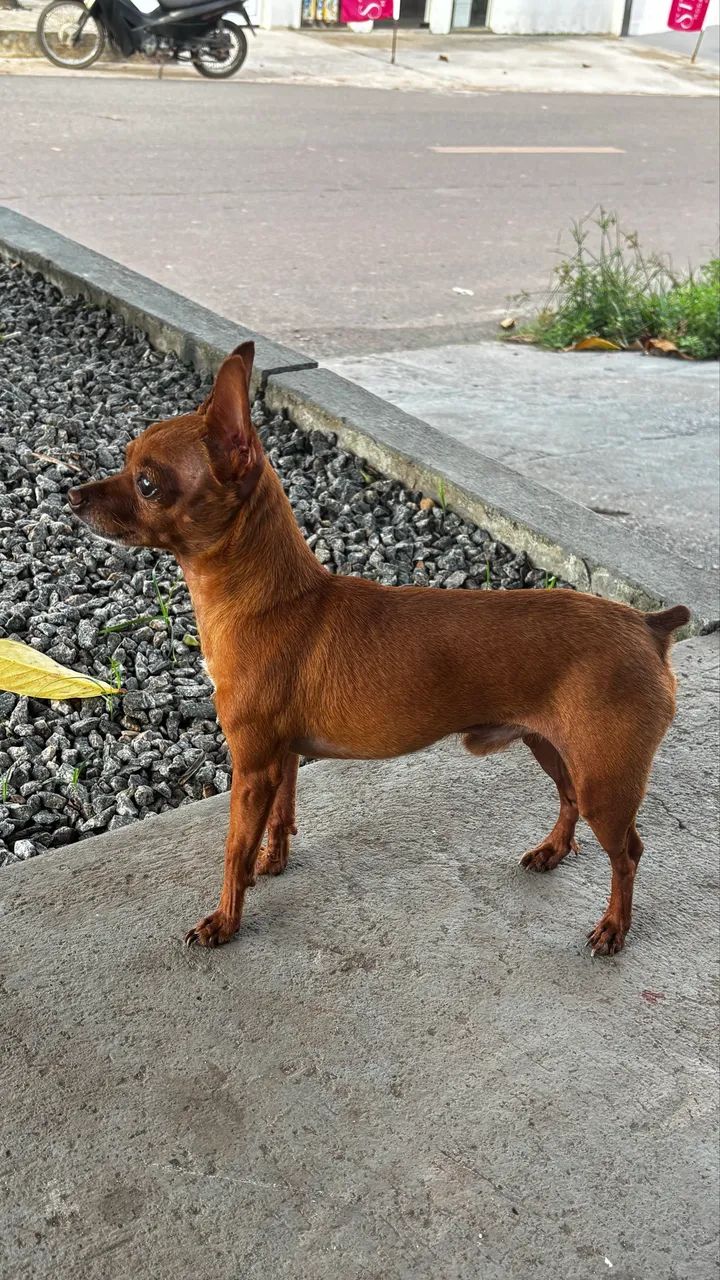 Cachorro - Pinscher Fêmea  - Foto 5