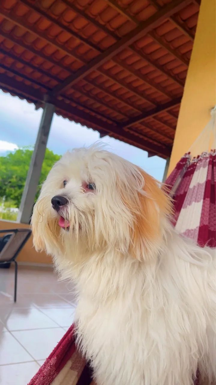 Lhasa Apso para cruzar  - Foto 5