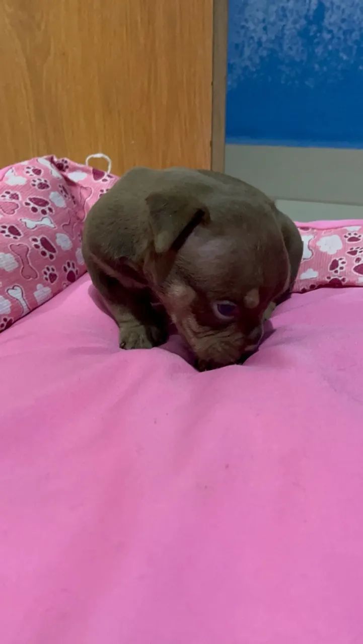 American bully  - Foto 4