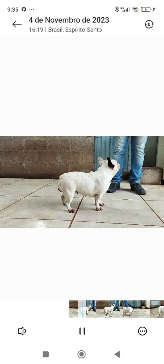 Buldogue francês  - Foto 2