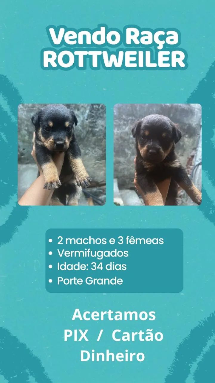 Venda de Rottweiler 