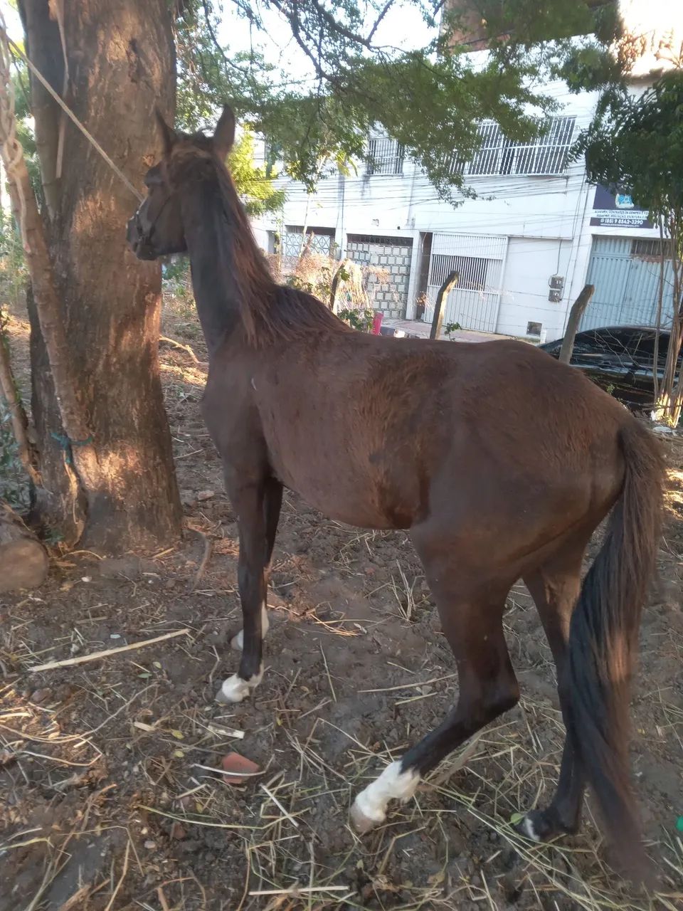 Cavalo - Foto 4