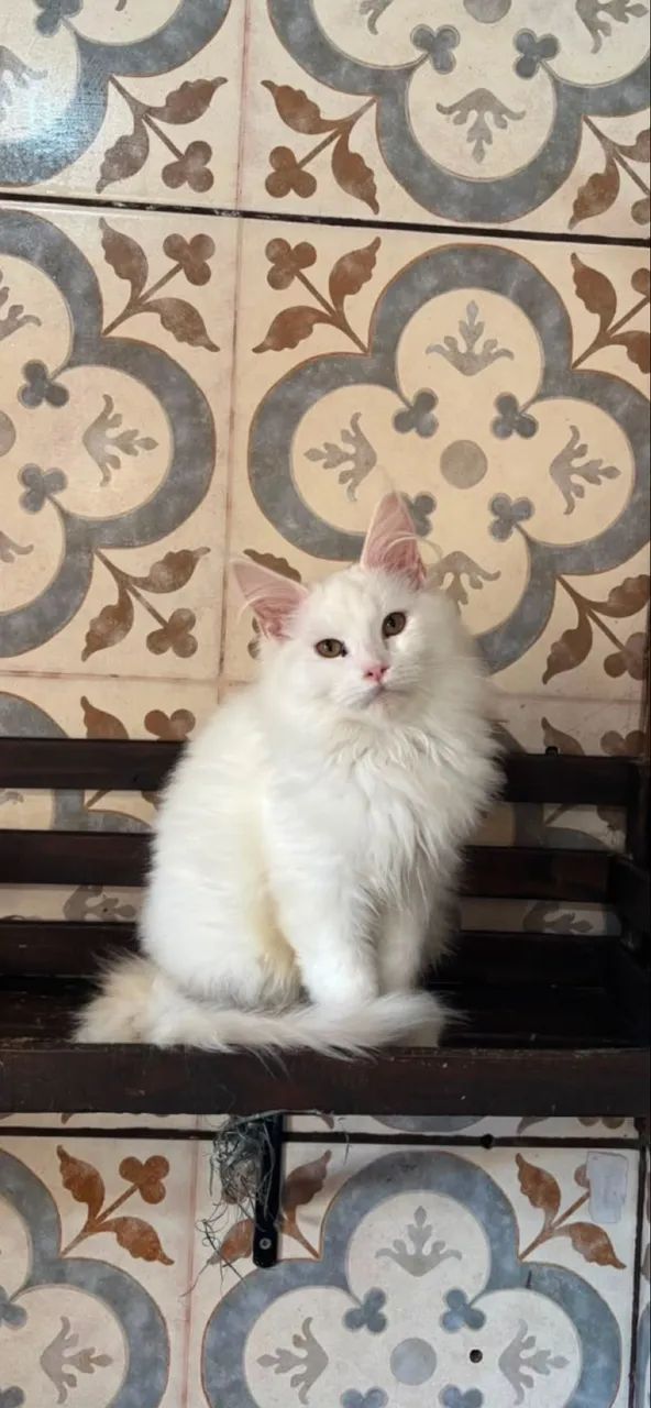 Maine Coon Macho