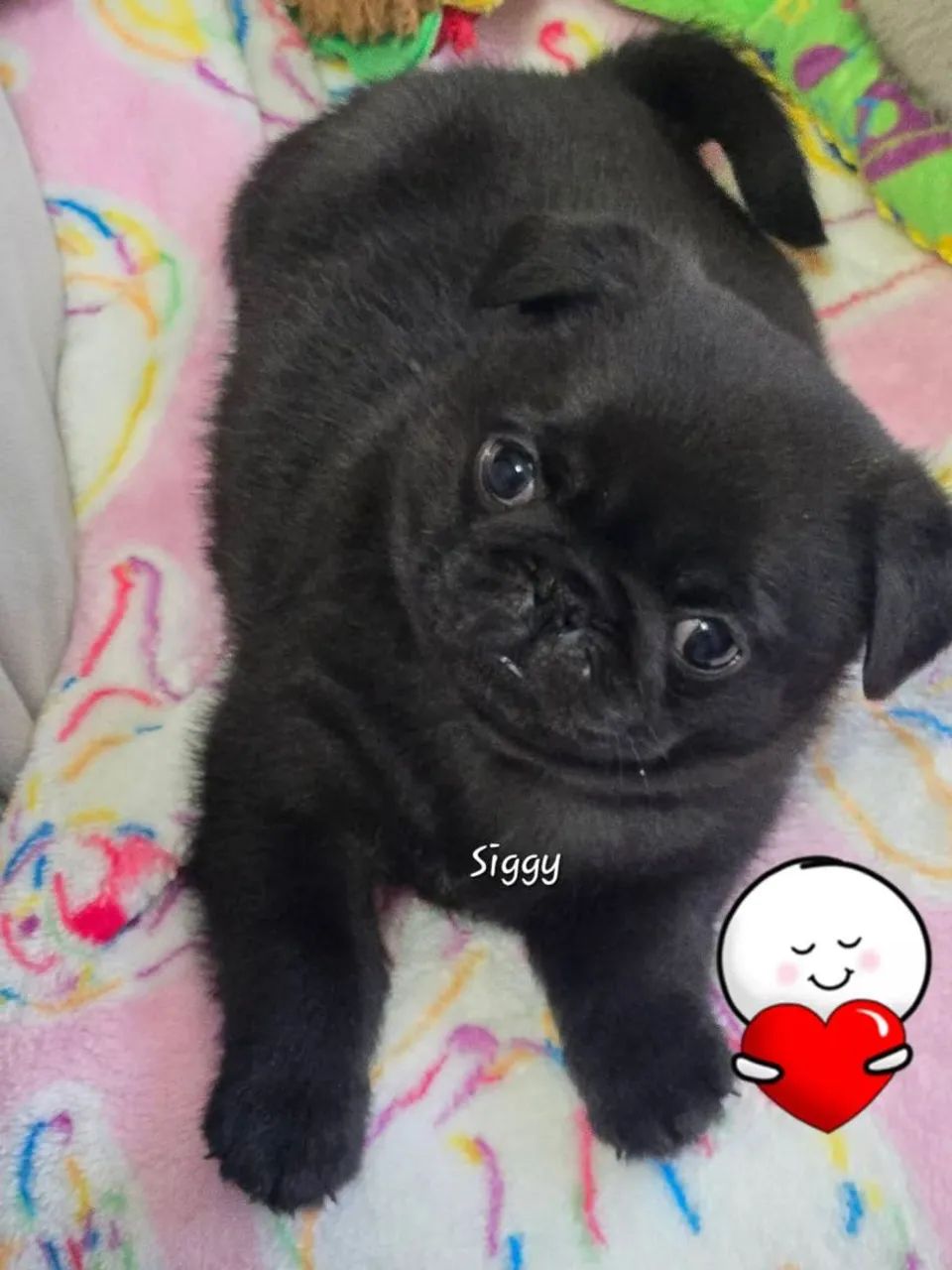 Pug micro - Foto 2