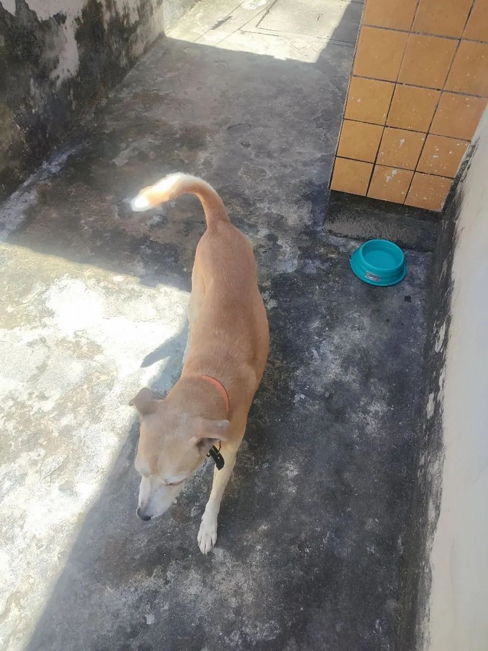 Cachorro vira-lata - Foto 2