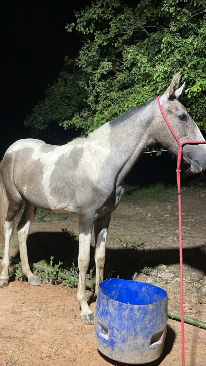 Égua marcha picada - Foto 2