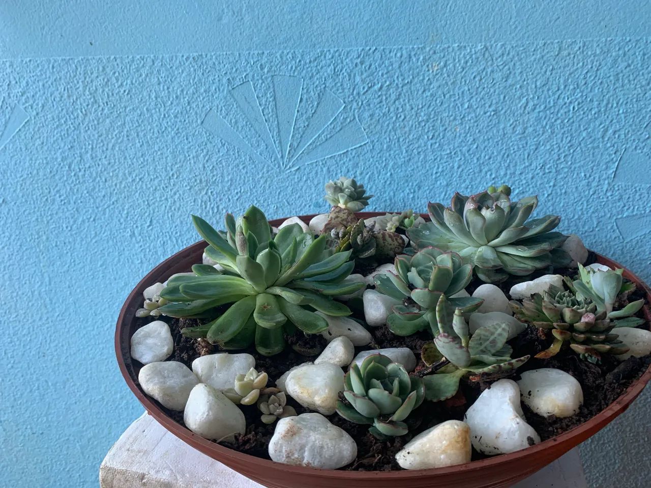 Planta para sua casa - Foto 3