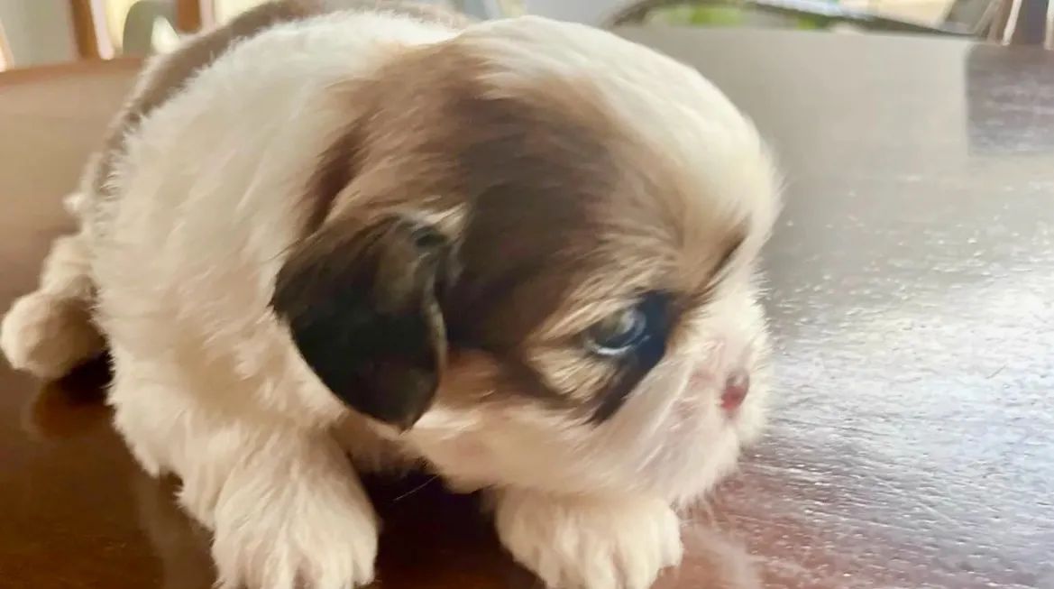 Shih Tzu - Foto 2