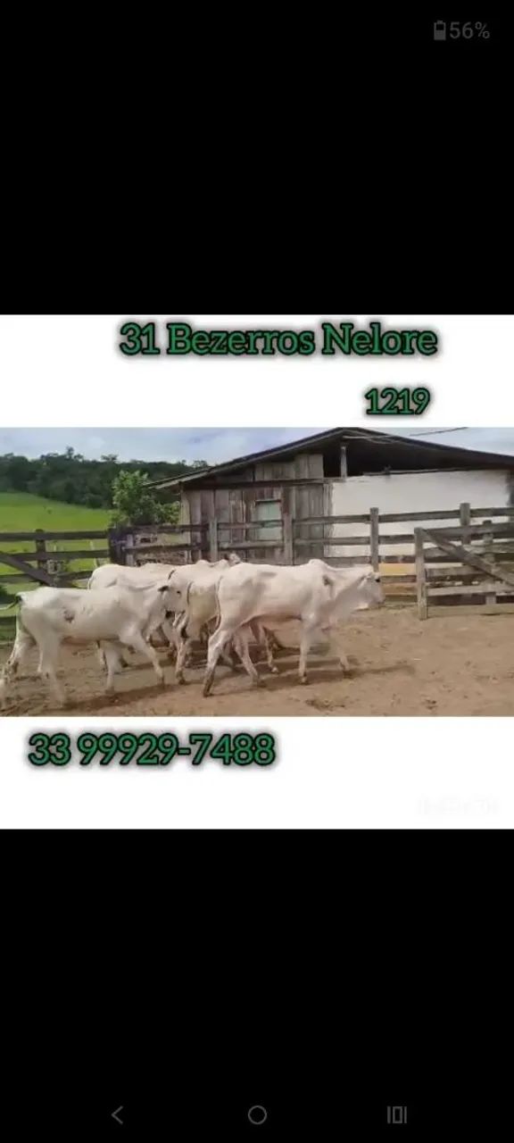 31 Bezerros Nelore  - Foto 4