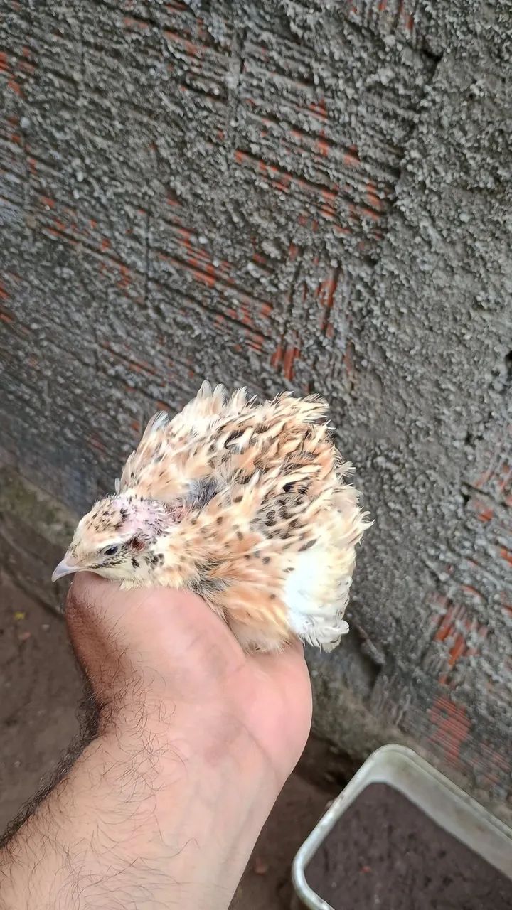 Codorna gigante  - Foto 5