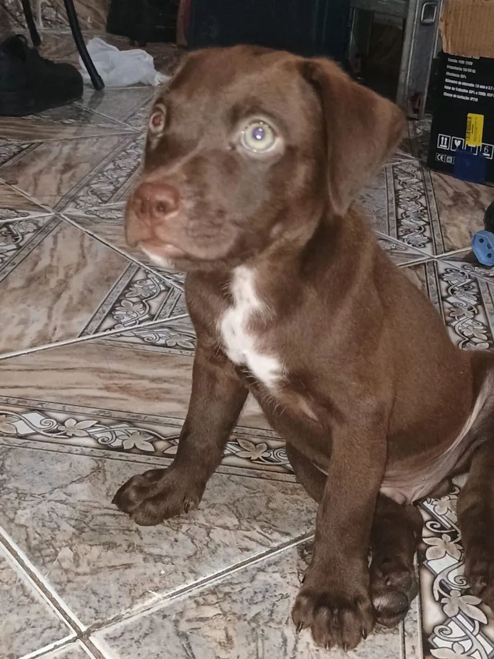Pitbull 