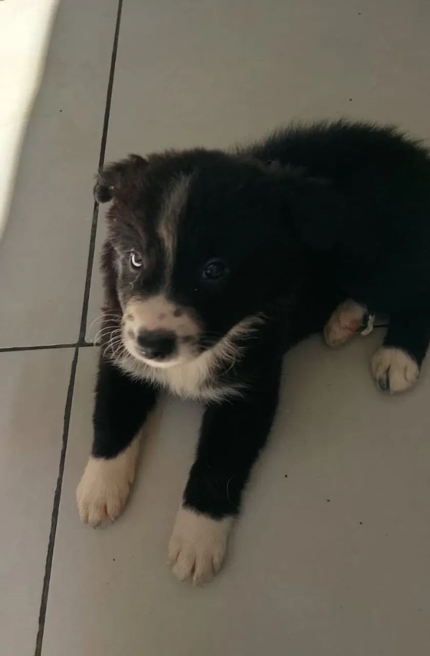 Filhotes de Border Collie  - Foto 4