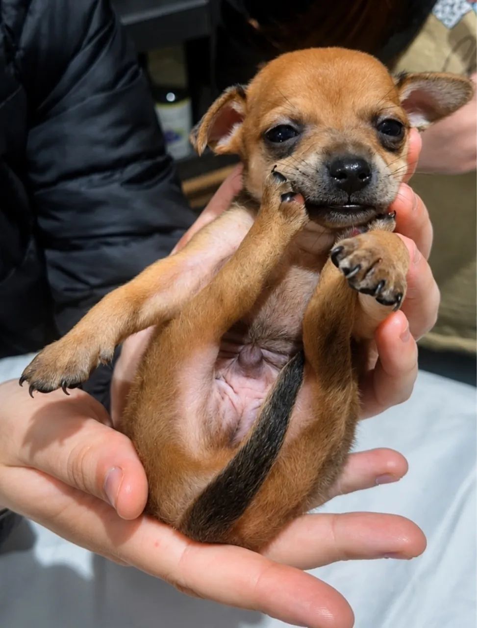 Pinscher macho n°1  - Foto 3