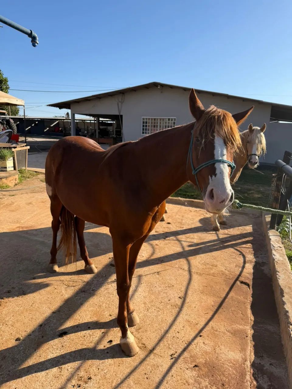 Cavalo  - Foto 4